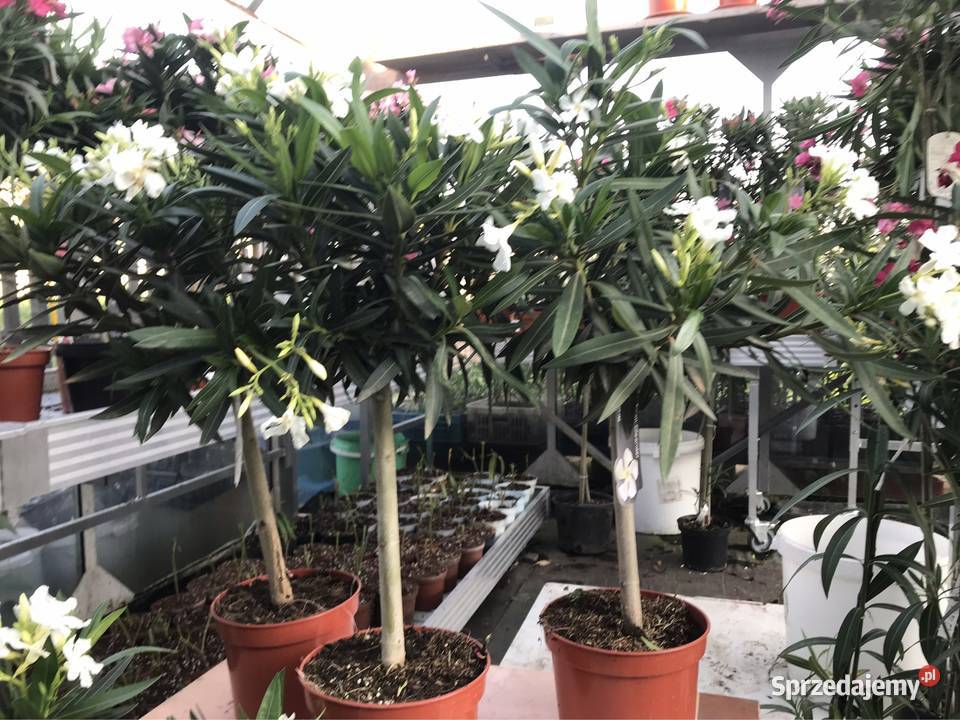 Oleandry na pniu Skawina