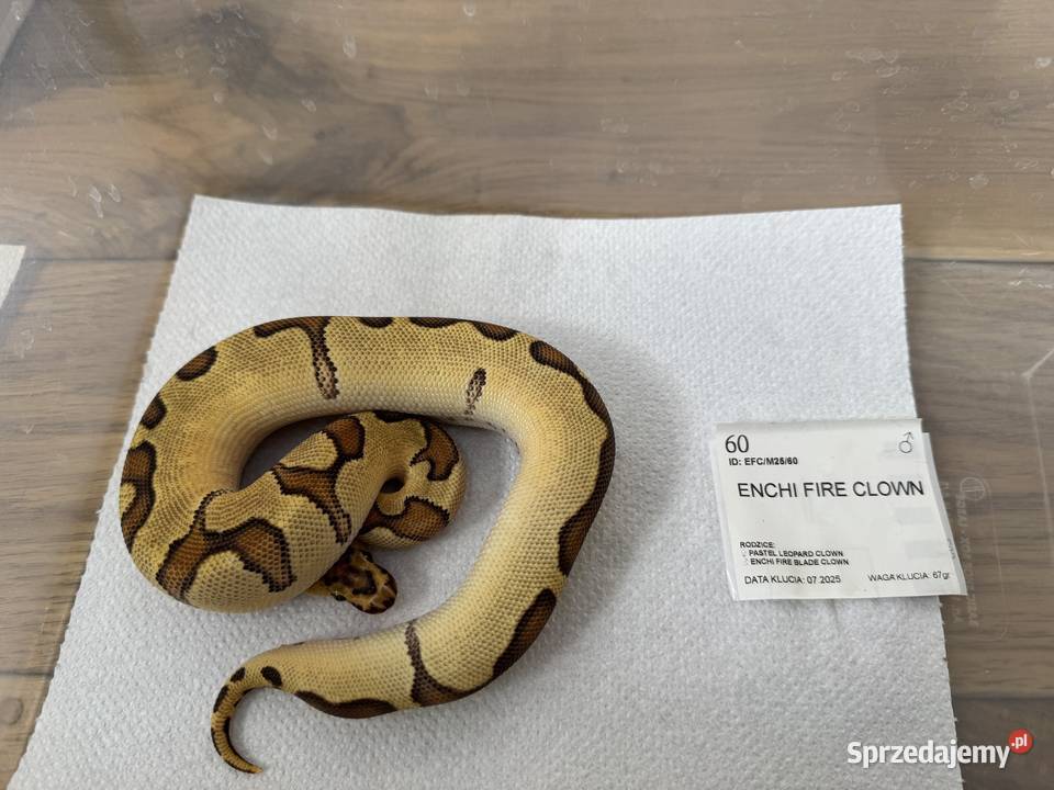 Python Królewski Regiusy młode z 2026r Gady i płazy Bydgoszcz