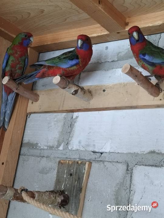 Rozella rozelle królewskie Krosno sprzedam