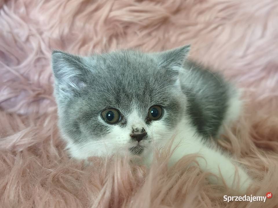 Brytyjski krótkowłosy Tarnów