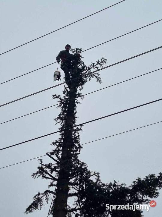 Tuje drzewa krzewy Kraśnik sprzedam
