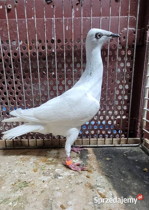 Srebniak na białym ogonie Skierniewice sprzedam