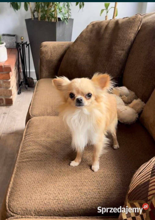 Chihuahua szczeniak xs apple head Olsztyn