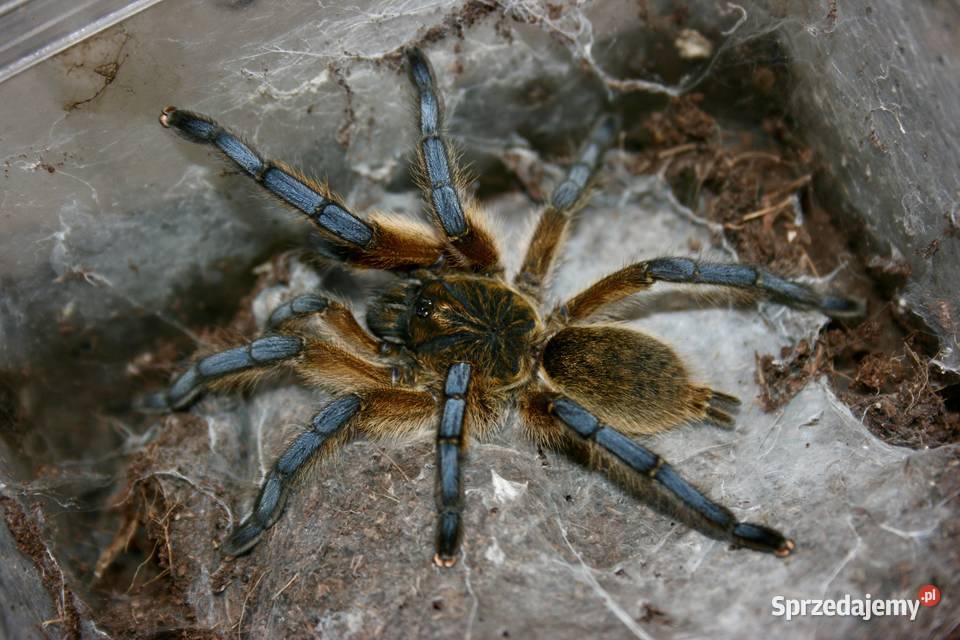 Ptasznik Harpactira pulchripes samica sub adult Sosnowiec sprzedam