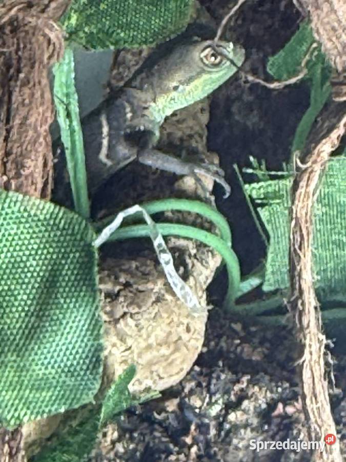 Agama Błotna Physignathus cocincinus