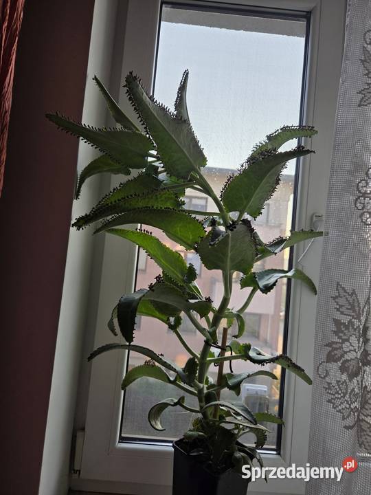 Żyworódka roślina lecznicza dwuletnia