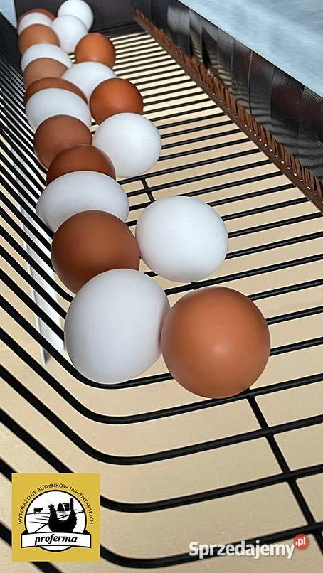 Gniazda kur wielkopolskie Ostrów Wielkopolski