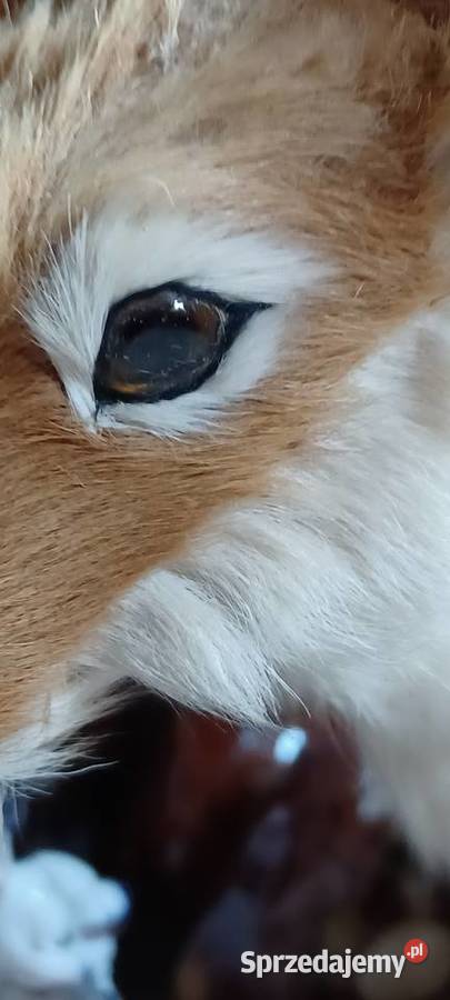 To dekoracyjna figurka jelenia popularny element brązowy Poznań