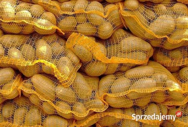 Ziemniaki jadalne LORD podkarpackie Chrząstówka