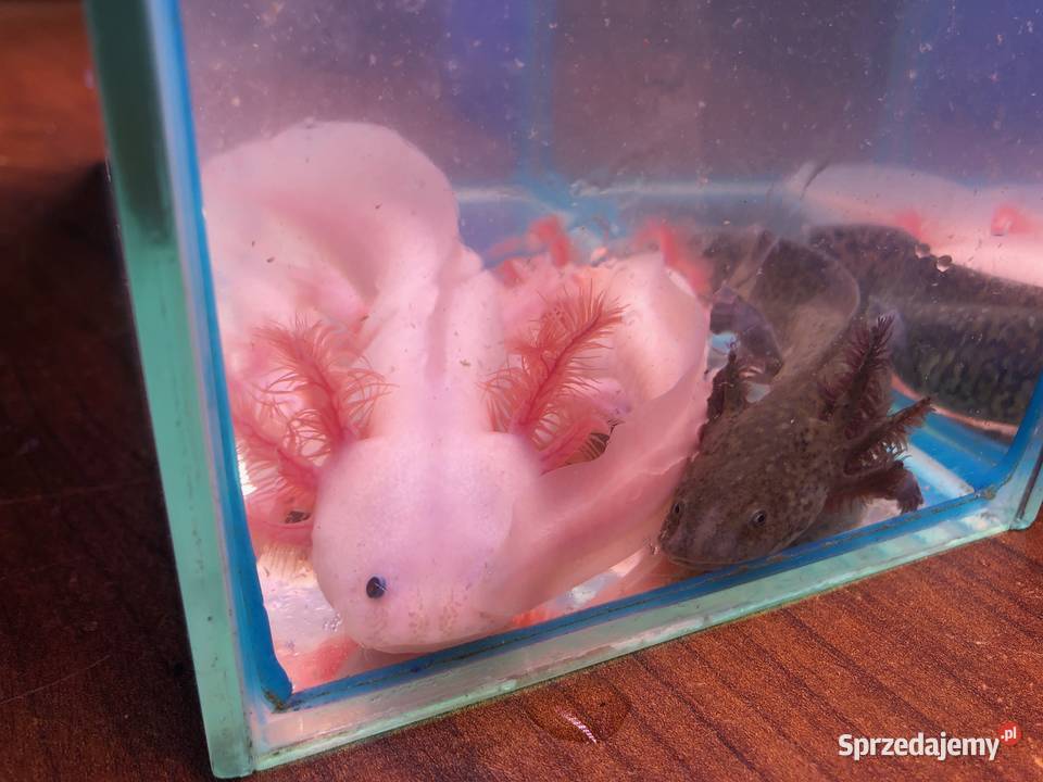 Aksolotl Ambysoma Mexicanum Salamandra Andrespol