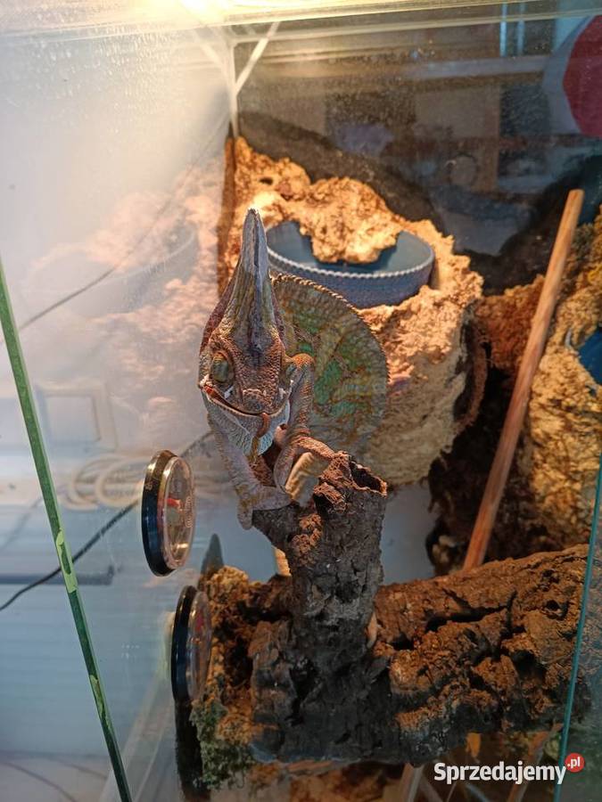 Kameleon jemeński samiec Zwierzęta opolskie Kotórz Mały