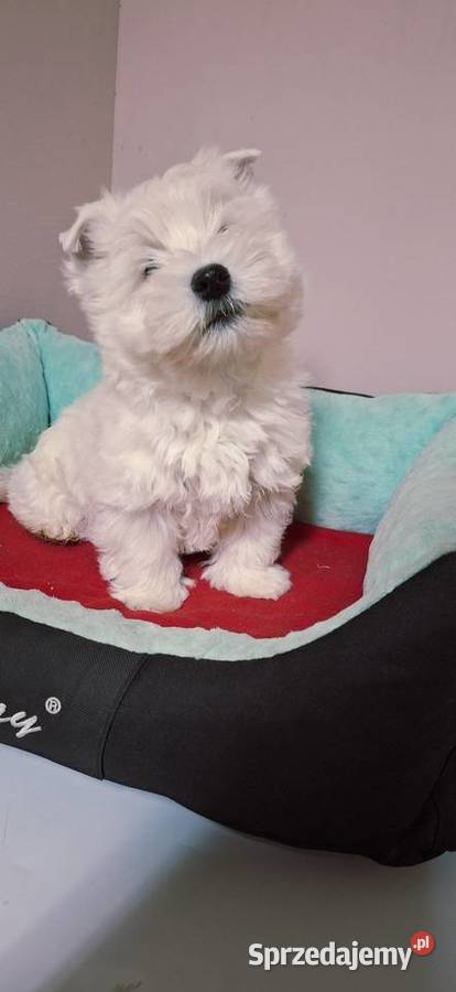 West Higchland White Terrier mazowieckie Przysucha