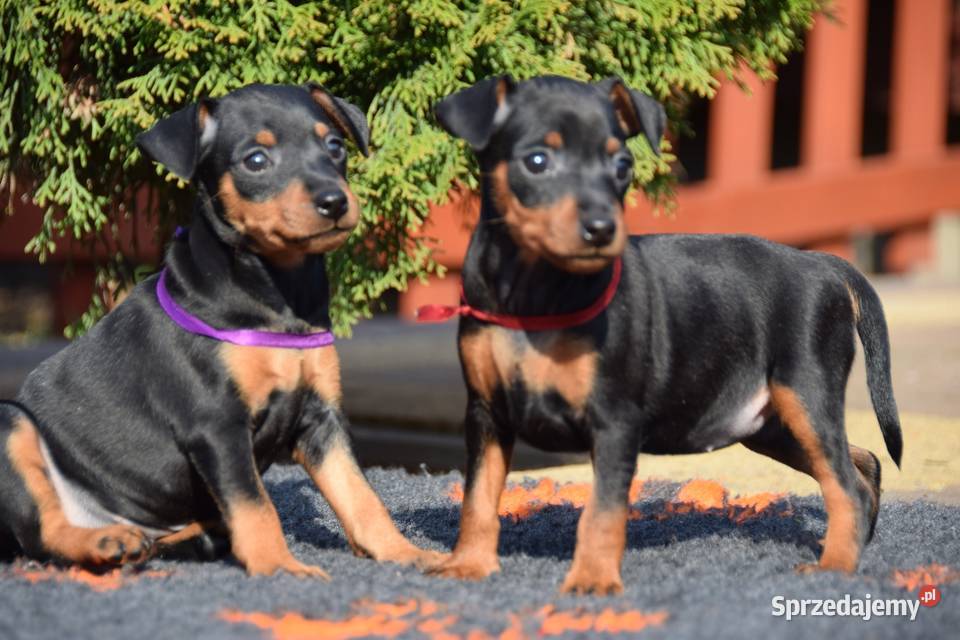 Szczenięta Pinczer Miniaturowy ZKWP fci mazowieckie Łochów