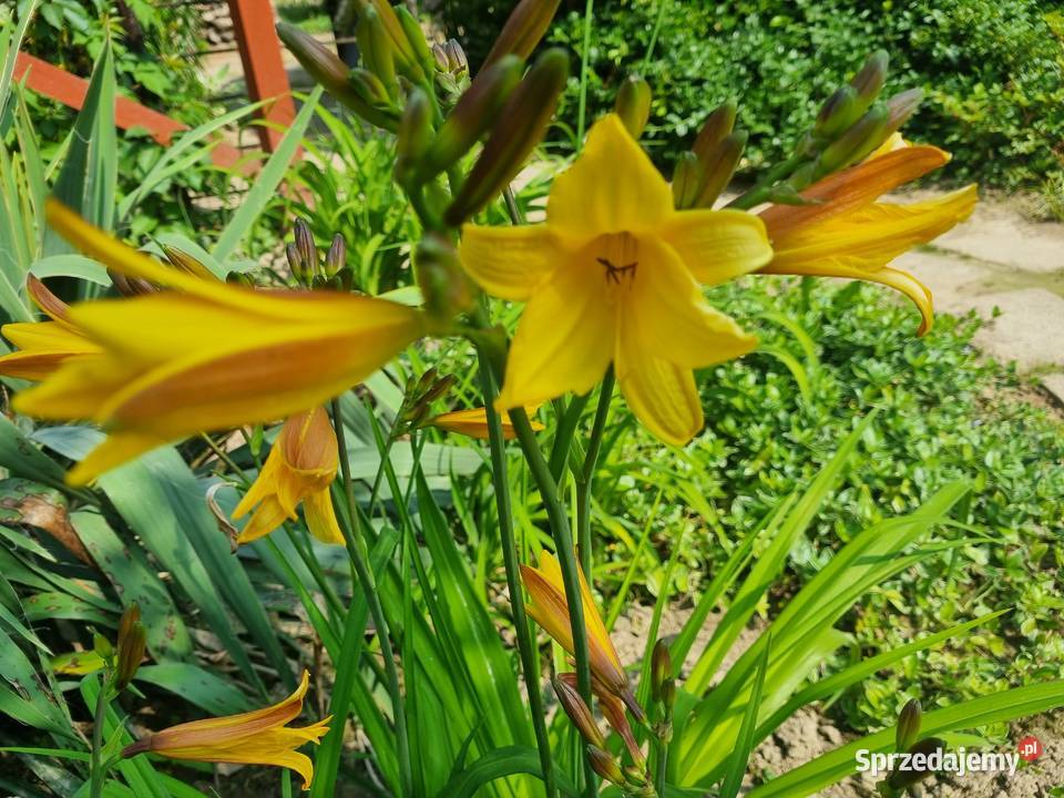 Liliowiec wczesny majowy Lublin