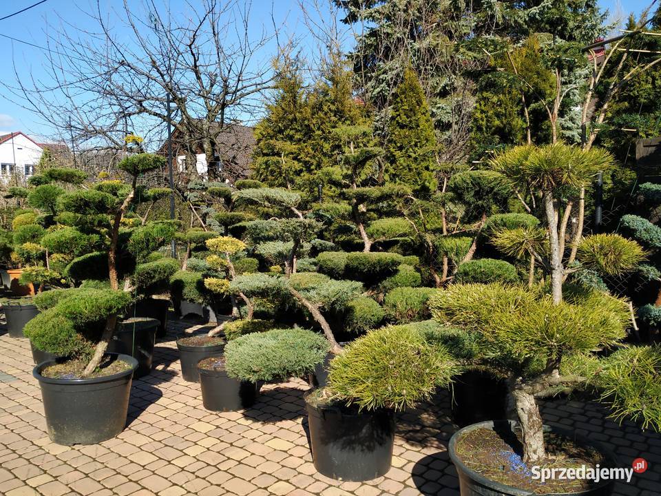 Bonsai do ogrodu- szkółka Niwaki Drzewka i krzewy formowane