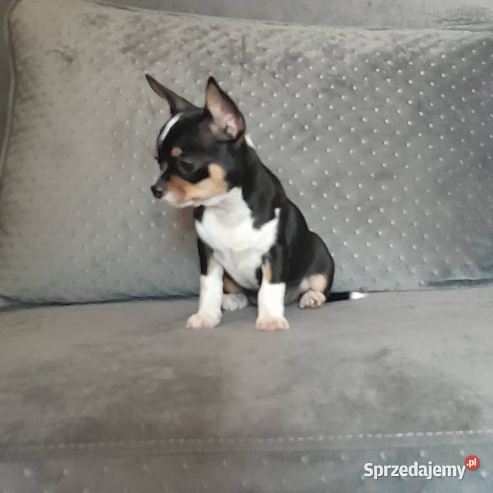 Sprzedam pieska chihuahua Jaktorów