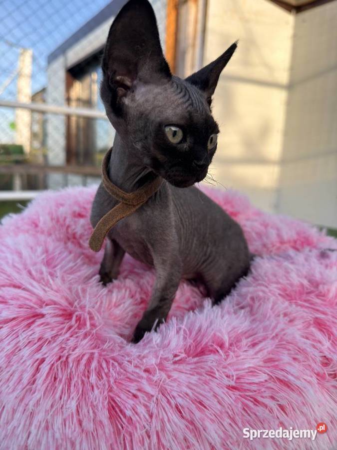 Devon Rex FPL kotka wielkopolskie Poznań sprzedam