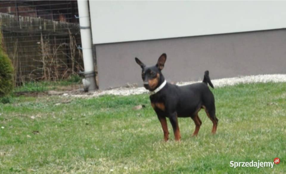 Pinczer miniaturowy podkarpackie Stary Dzików sprzedam