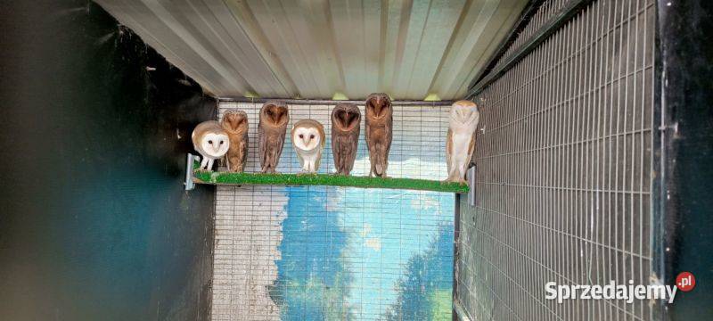 Sowy Sowa Płomykówka Rezerwacje Jastrzębie-Zdrój sprzedam