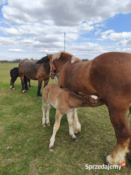 Klacze zimnokrwiste Chełm
