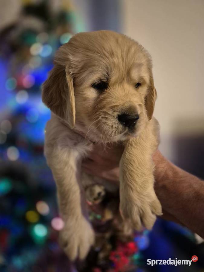 Golden retriever szczenięta