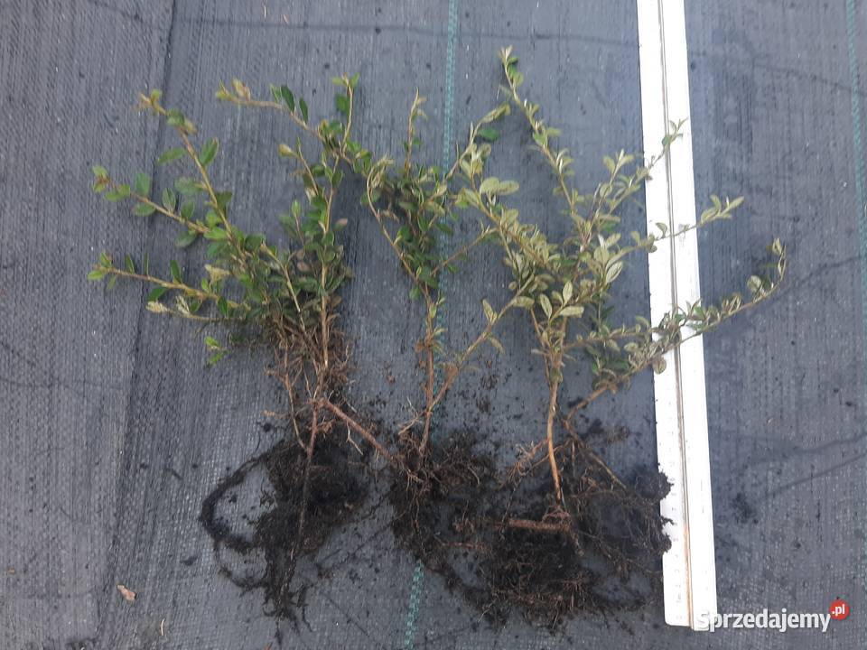 Irga Płożąca zadarniająca zimozielona Duże Lublin