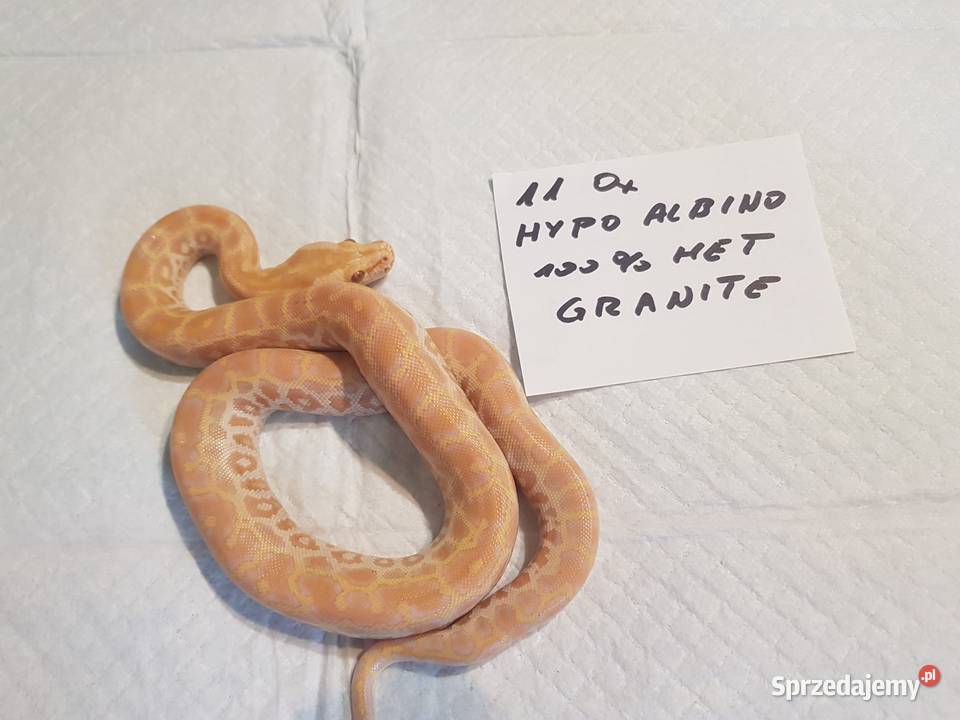 Pyton birmański bivittatus tygrysi Piekary Śląskie