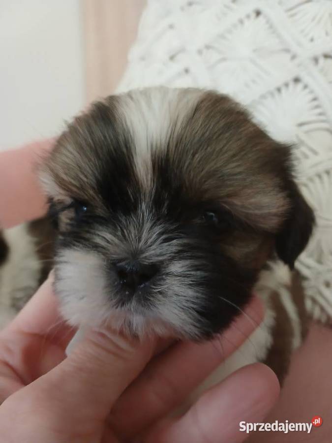 Shih tzu śliczne szczenięta śląskie Katowice