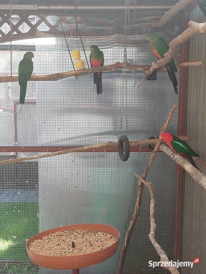 Szkarłatki Królewskie Nowa Sól