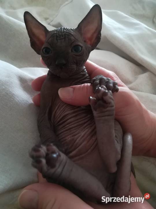 Pilna adopcja Kocurka Dostępny już kastracji Warszawa