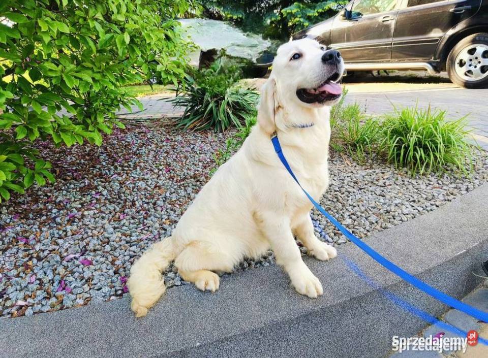 Camelot piękny samiec Golden Retriever PASZPORT Dobieszczyzna