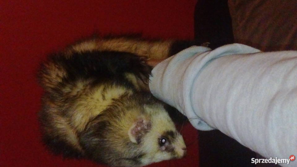 SPRZEDAM FRETKE Z KLATKA Chełmża sprzedam