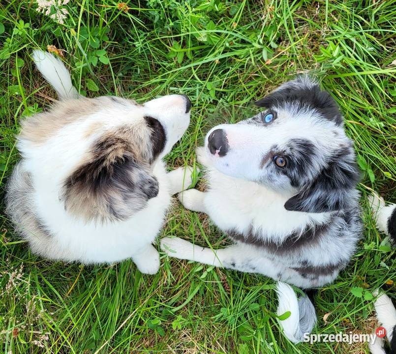 Border Collie ZKwP FCI dziewczynka oczy dolnośląskie Trzcińsko