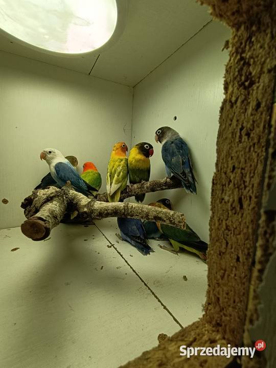 Nierozłączki czerwonoczelne Niecieplin