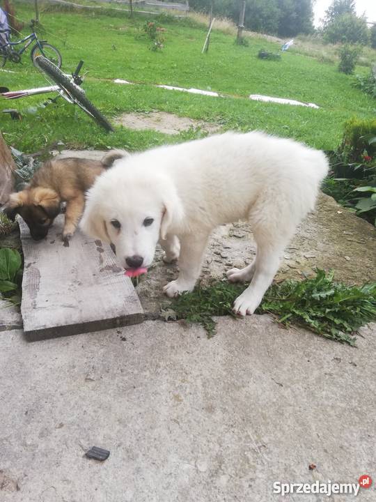 Owczarek podhalański szczenięta Zasadne