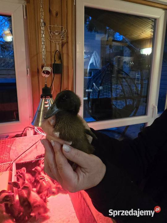 Kaczki biegusy pomorskie Gdańsk
