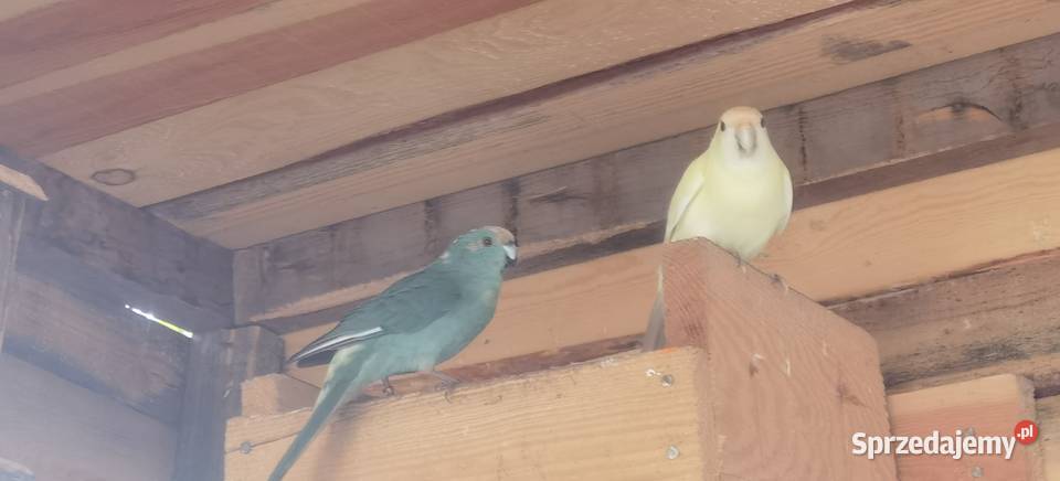 Sprzedam papugi faliste modrolotki Łęka Opatowska