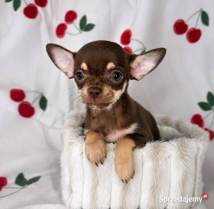 BAJKA suczka Chihuahua czekoladowa tricolor małopolskie