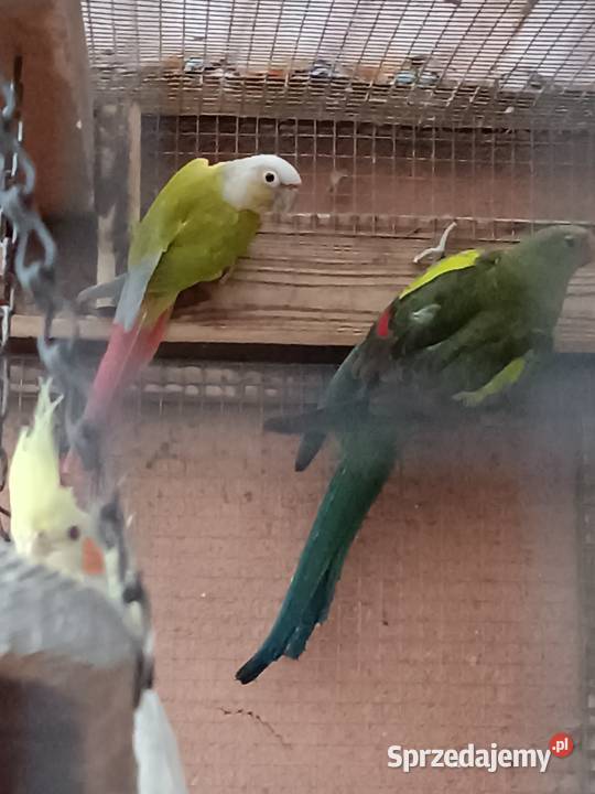 Sprzedam papugę rudosterke