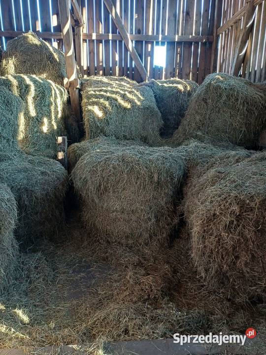 siano w balotach 1 pokos 2025