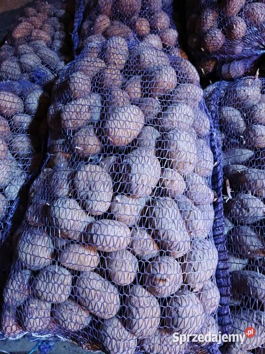 Sadzeniak Soraya 070gr Morawsko sprzedam