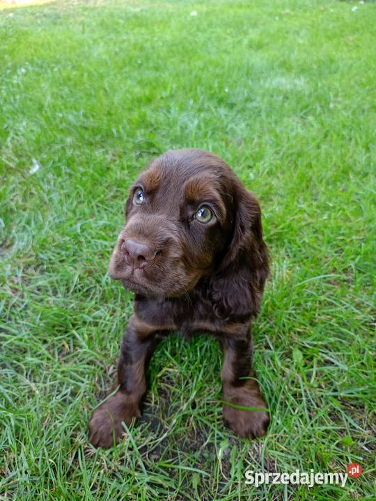 Cocer Spaniel Angielski mazowieckie