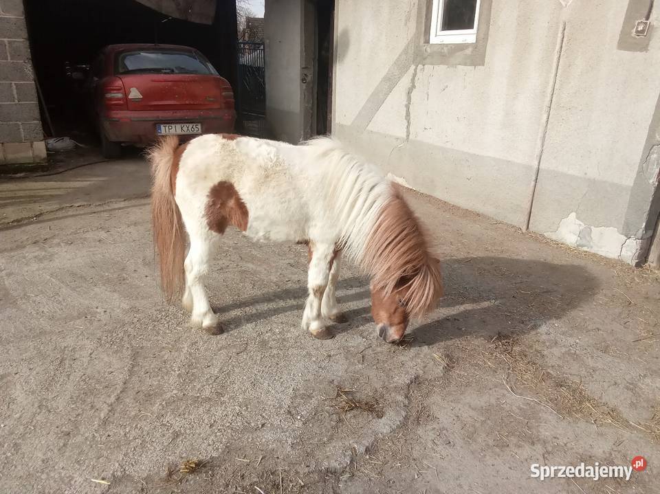 Ogierek kucyk Pińczów