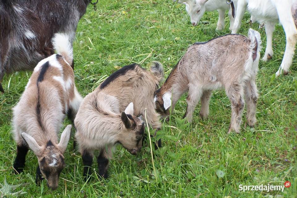 kozy kózki capki 50 Malawa
