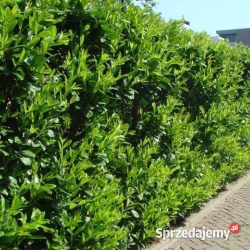 Laurowiśnia CAUCASICA sadzonki na żywopłot 4060 świętokrzyskie