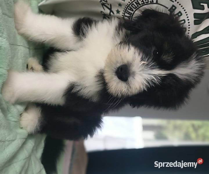 Bearded collie szczeniaki FCI