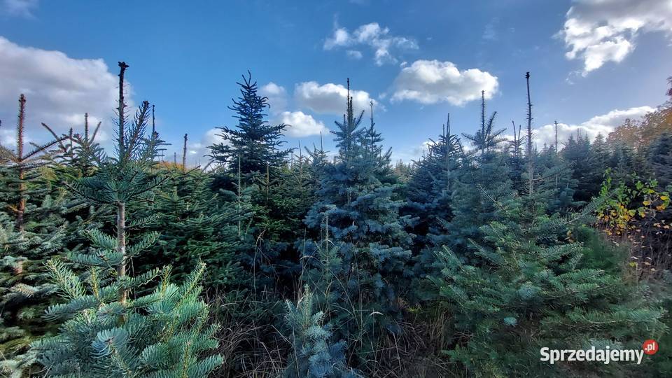 świerk srebrny 15 25m Plantacja mazowieckie Osuchów sprzedam
