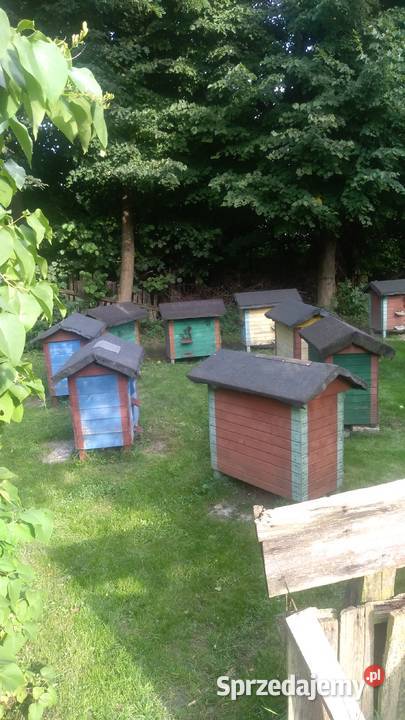 Ule z pszczolami Gany