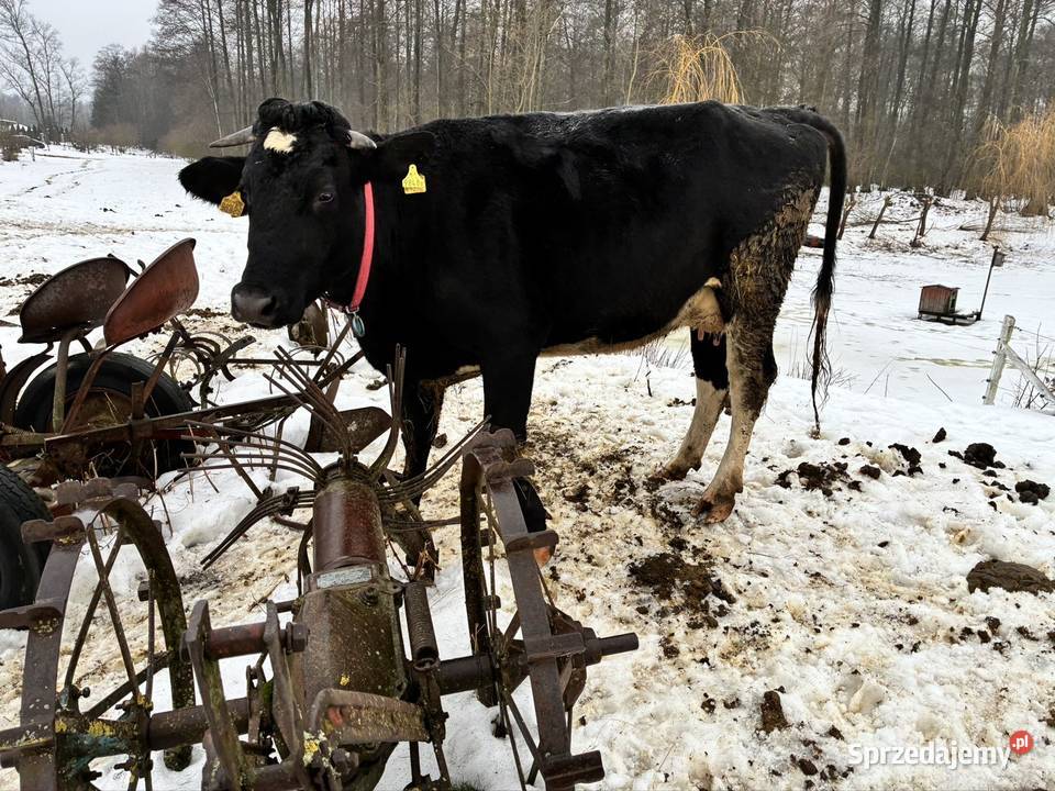 Krowa mleczna Wielbark