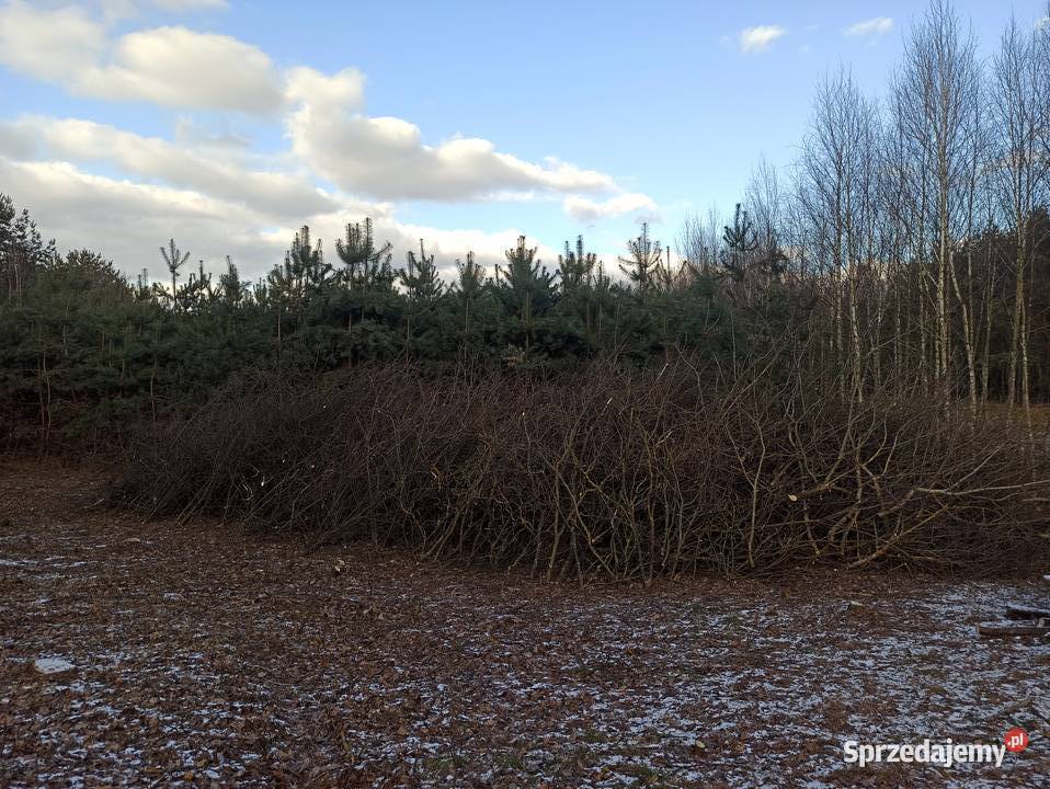 ODDAM GAŁĘZIE DUŻA ILOŚĆ podkarpackie Ziempniów
